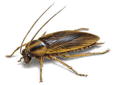 blattella_germanica