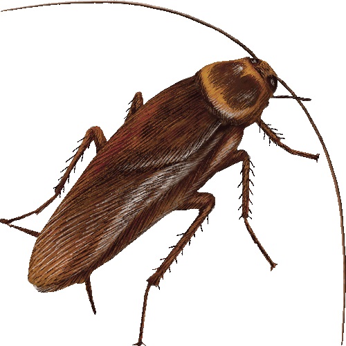 periplaneta_americana