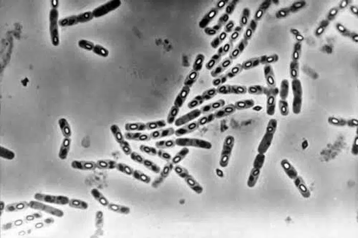 bacillus-thuringiensis-israelensis