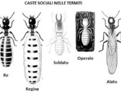 Tarlo del legno: come fare per eliminare i tarli da casa tua per sempre Come eliminare le tarme dai mobili