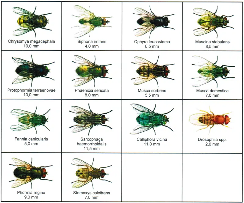 Come eliminare le mosche che proliferano in casa - Insectum