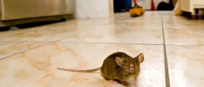 Topi in casa: disinfettare ed eliminare ambienti domestici hampton Come cacciare i topi da casa