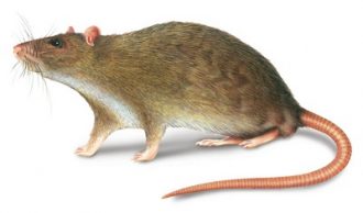 rattus-norvegicus-ratto-grigio