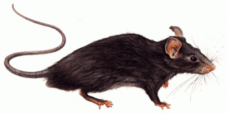rattus_rattus
