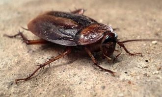 disinfestazione-blatte